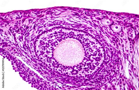 Light Micrograph Of Ovary Showing Primordial Primary And Secondary