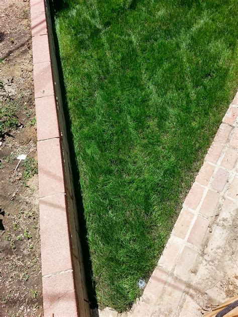 Augustine vs bermuda | lawn grass for warmer climates. SOUTHERN CALIFORNIA PEARL'S PREMIUM GRASS SEED