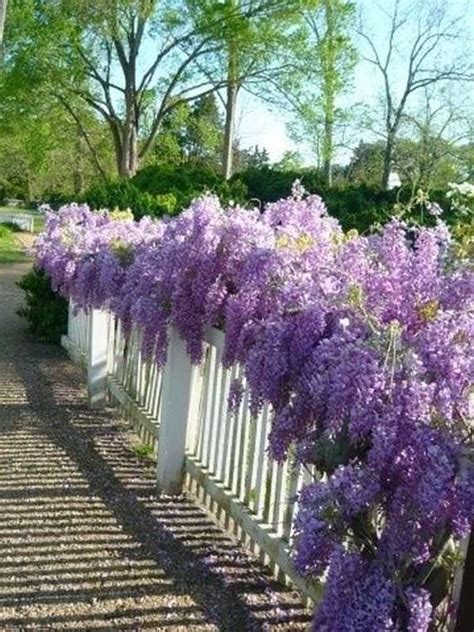 Growing Wisteria In A Pot All The Tips And Tricks You Need To Know