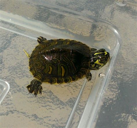 Yellow Belly Slider Baby Animal Photos By Astewart Graphics