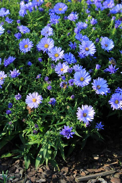 Check spelling or type a new query. Garten Kissen Aster kaufen - Garten von Ehren Qualität ...