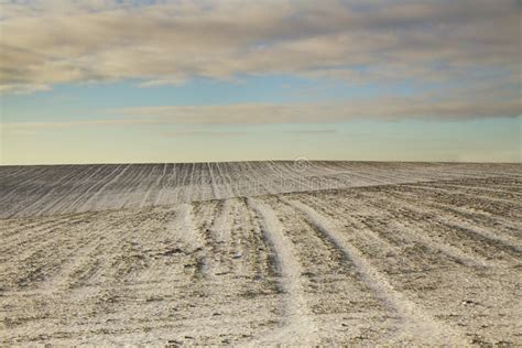 Snowy Field Stock Photo Image Of Farm Farming Crop 50340814