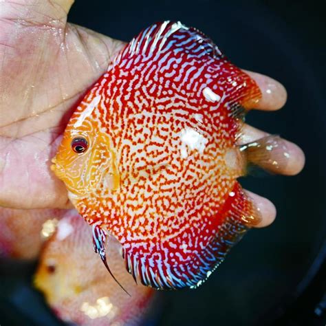 High Bodied Red Pigeon Snakeskin Discus