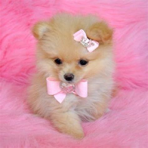 Cute And Adorable Pomeranian Puppies For Adoption Picture Animal