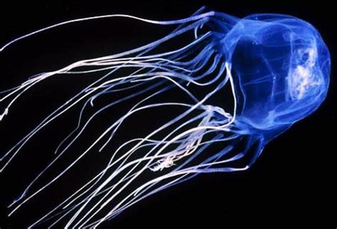 Box Jellyfish Size Habitat Venom Facts Britannica 50 Off