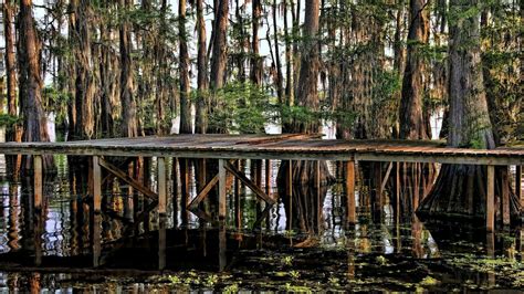 Download Wallpaper For 320x240 Resolution Trees Lake Swamp Water