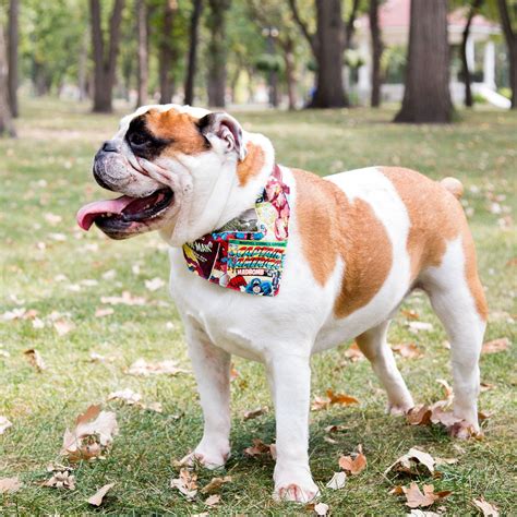 These Pop Culture Bandanas Simply Slide Onto Your Dogs Collar