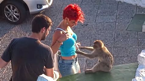 Rock Of Gibraltar Funny Monkeys And Tourists 2015 And Best Observation