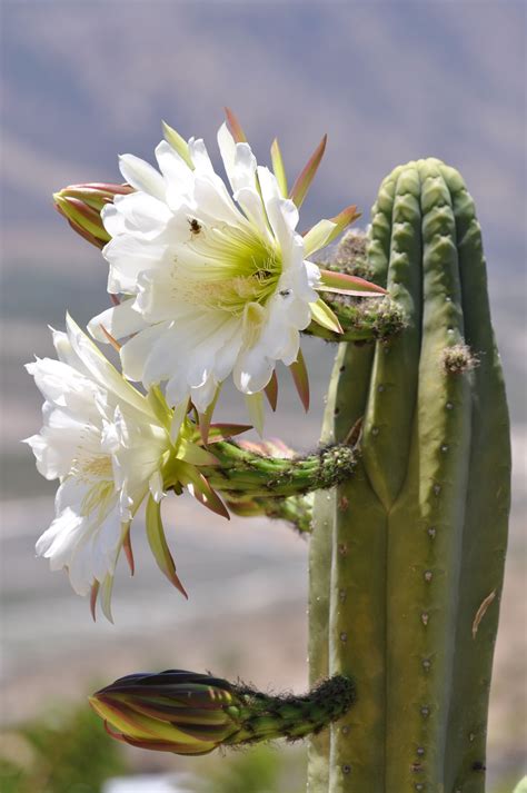Notice the shorter sections where you see new tops i place my dried cactus cutting into the container. Cactus San Pedro... | San pedro cacti, Cacti and ...