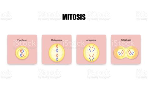 #jaranankediri #tagwagai #pesonaindonesia #sastra #jaranan #jathil #art #warok #bali #kesenian #nusantara #repost #tradisi #wayang #pembarong #jawa #culture #indonesia #sosial #ponorogo #budayaindonesia #budaya #tradisional #jogja #seni #budayajawa #reyogponorogo #like #wonderfulindonesia #. Mitosis Cell Division Cell Division Mitosis Free Vector Art