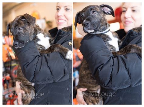 In the past, we have done complementary holds for individuals wanting to think about the adoption of the pet, or bring family members. Boston Pet Photographer ~ LHK9 Dog Adoption Event in ...