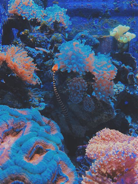Coral Reef Coral Painting Coral Reef Neon Aesthetic