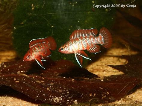 Scarlet Badis Are A Tropical Freshwater Fish And One Of The Smallest