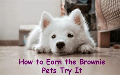 (9 months ago) twelve girls can complete five requirements for the new brownie pet badge. How to Earn Brownie Badges and Try Its: How to Earn the ...