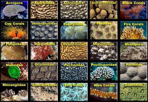 Underwater Sea Plants Images With Names
