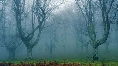 Free Images Tree Forest Swamp Branch Fog Mist Morning Weather