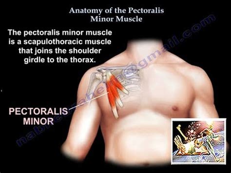 Anatomy Of The Pectoralis Minor Muscle Everything You Need To Know