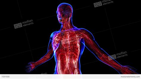 Muscular System Stock Animation 1591930