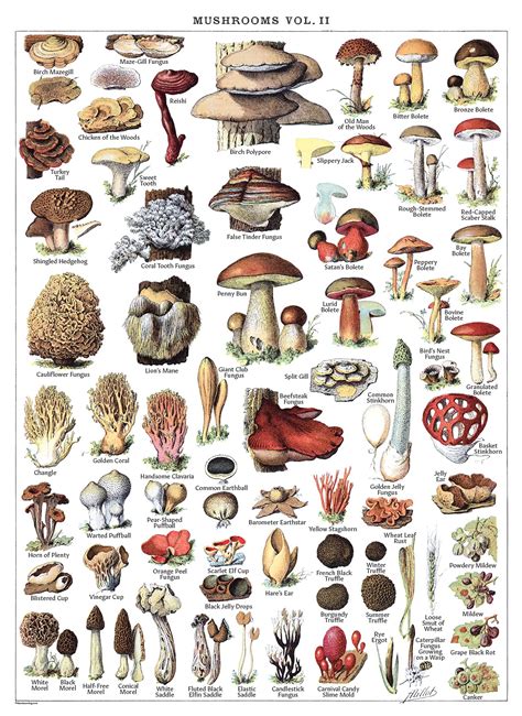 Mushroom Types Chart