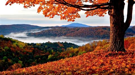 Landscape View Of Trees Covered Mountains With Fog And Orange Autumn