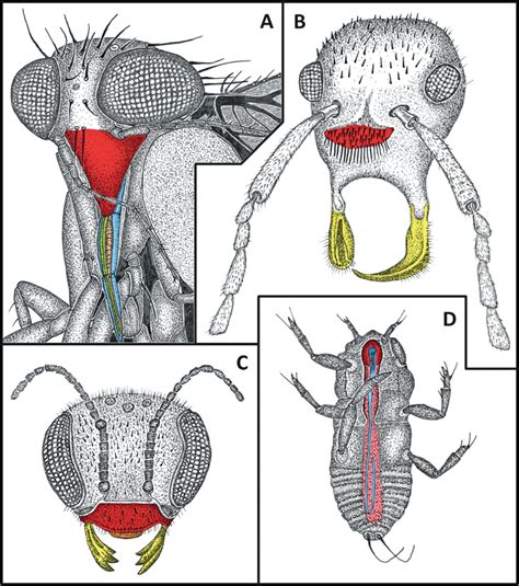 12 Insect Mouthpart Diversity Representing A Variety Of Mouthpart