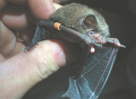 If your outer nose hairs are curly or thick, they may curve back into the skin when they grow back, becoming ingrown. White nose syndrome continues to decimate the state's bat ...