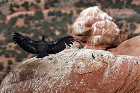 The Biggest Threat To Endangered California Condors Lead Poisoning