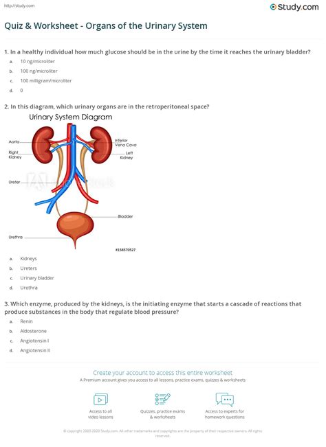 Quiz And Worksheet Organs Of The Urinary System