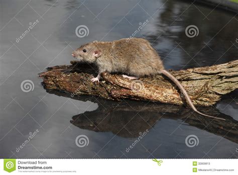 Brown Rat Rattus Norvegicus Stock Image Image Of Nature Rodent