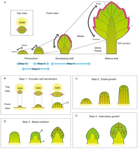 Plants Free Full Text The Leaf Adaxial Abaxial Boundary And Lamina