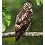 Broad Winged Hawk  Raptors Bird Beautiful Birds