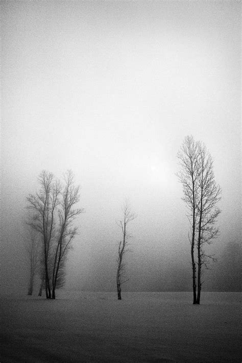 Trees In Mist Photograph By Davorin Mance Fine Art America