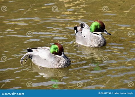 Falcated Ducks Stock Image Image Of Bright Black Feathers 68519759