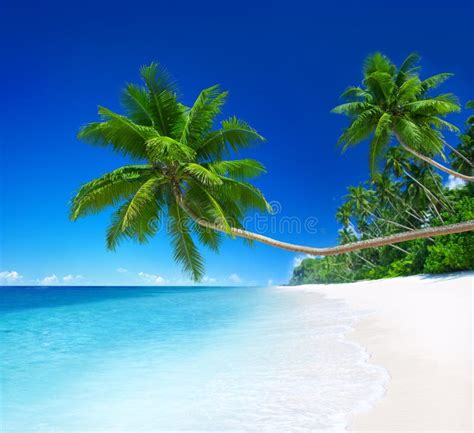 Tropical Paradise With Palm Tree Stock Image Image Of Beach Location