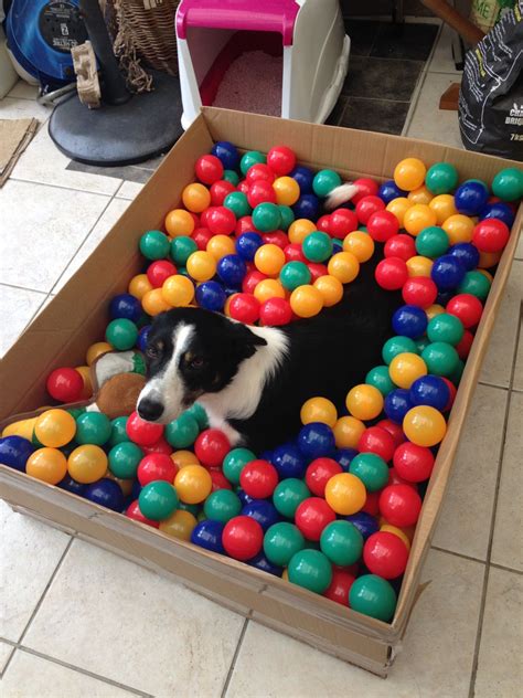 10 totally paw some dog birthday party ideas – Artofit