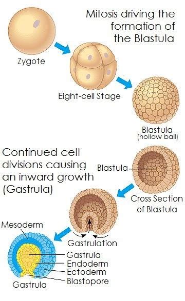 Pada fase ini pembelahan mitosis yang. jelaskan secara berurutan fase/tahapan perkembangan fase embrio hewan vertebrata - Brainly.co.id