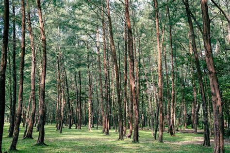 Pine Forest In Laem Son National Park Ranong Thailand 5587578 Stock