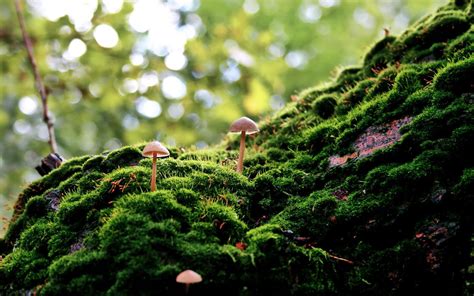 Moss Forest Bokeh Macro Nature Mushroom Depth Of Field Wallpapers