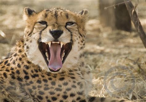 Cheetah Teeth | Cheetah's jaws are not as powerful as ...