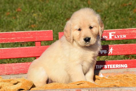 Akc Registered Golden Retriever Puppy For Sale Male Toby Millersburg