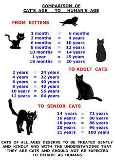 But many cat parents have a hard time evaluating their cat's weight. Learn to read your cat's body language! For more on cat ...