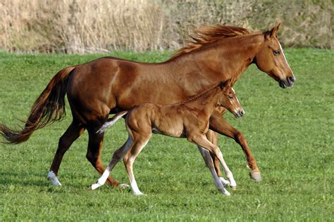Tips For Foaling Season Caring For The Mare And New Foal