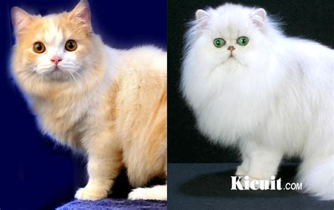 Berikut harga kucing anggora dan jenis juga cirinya sebagai salah satu kucing yang banyak dipilih dan digemari. Gambar Kucing Persia Dan Anggora - Aires Gambar