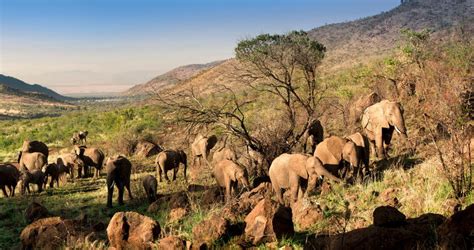 Pilanesberg National Park Safari Near Sun City South Africa