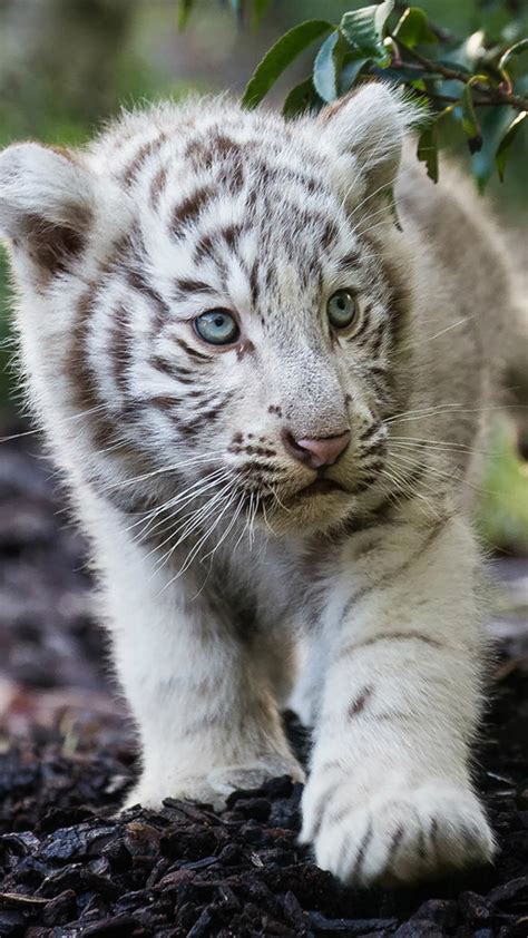 Save to your wallpapers board on pinterest and download anything from this collection! White Tiger Cub Wallpaper ·① WallpaperTag