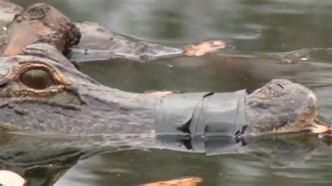 hillsborough county resident finds alligator with mouth taped shut in local pond wsvn 7news