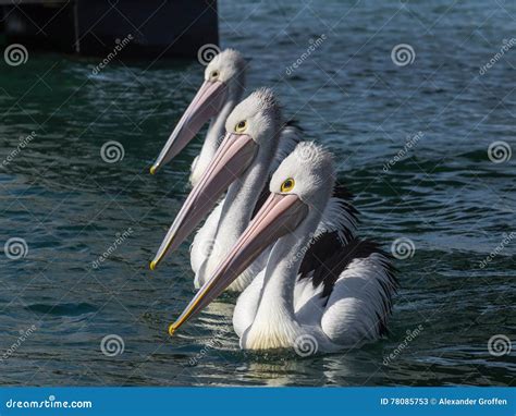 Australian Pelican Pelecanus Conspicillatus Stock Image Image Of