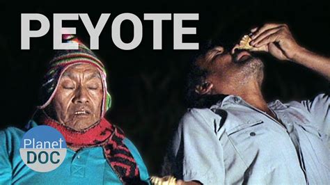 When chewed the plants produces a hallucinogenic effect. Peyote, el Cactus San Pedro. Precursores del Inca - YouTube