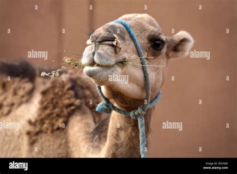 Labios De Camello Fotografías E Imágenes De Alta Resolución Alamy