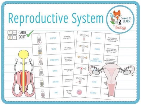 Human Reproductive System Card Sort Ks23 Teaching Resources
